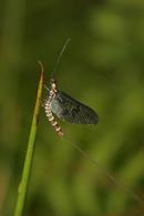 7170 May Fly (Ephemera danica).